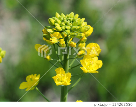 白菜の花 134262550