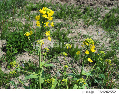 白菜の花 白菜の花 134262552