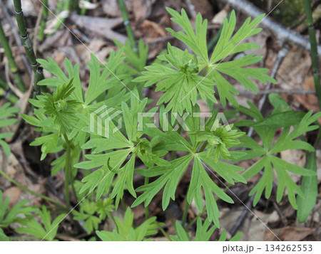 トリカブトの葉 134262553