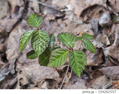 ツタウルシ 134262557