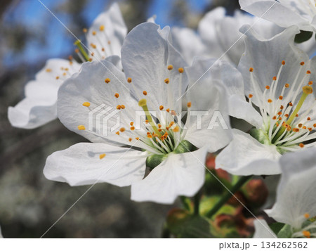 千島桜 千島桜 134262562