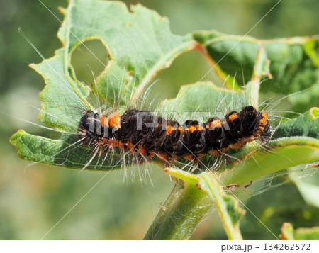 ドクガ幼虫 134262572