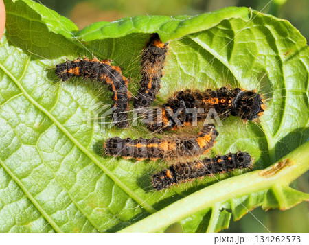 ドクガ幼虫 134262573