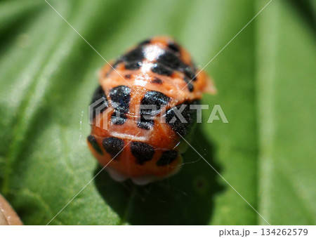 カメノコテントウの蛹 カメノコテントウの蛹 134262579