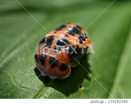 カメノコテントウの蛹 134262580