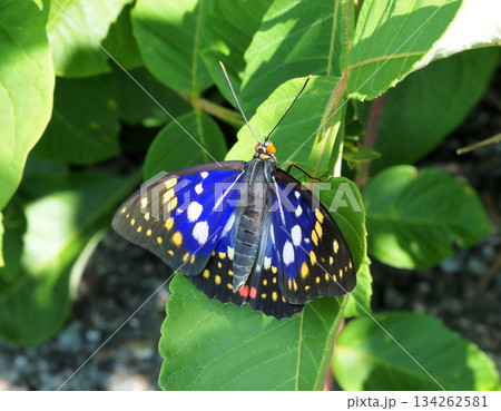 オオムラサキ 雄 オオムラサキ 雄 134262581