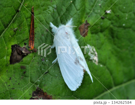 モンシロドクガ 134262584
