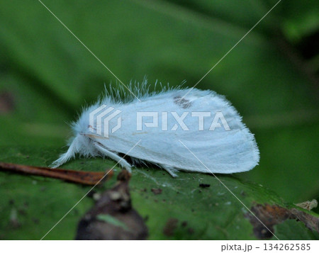 モンシロドクガ 134262585