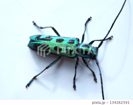 ハンノアオカミキリ ハンノアオカミキリ 134262591