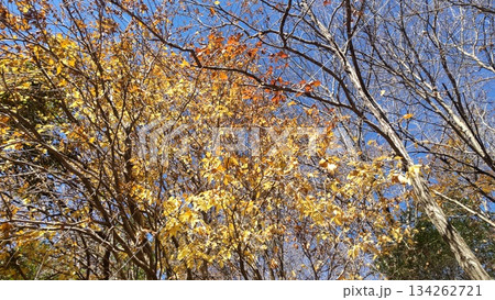 黄葉したイチョウ 134262721