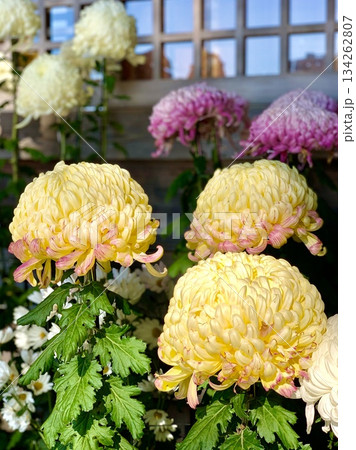 満開の菊の鉢植え(「三河の菊まつり菊花展」出展作品)に彩られた拝殿〈菅生神社/愛知県岡崎市〉 満開の菊の鉢植え(「三河の菊まつり菊花展」出展作品)に彩られた拝殿〈菅生神社/愛知県岡崎市〉 134262807