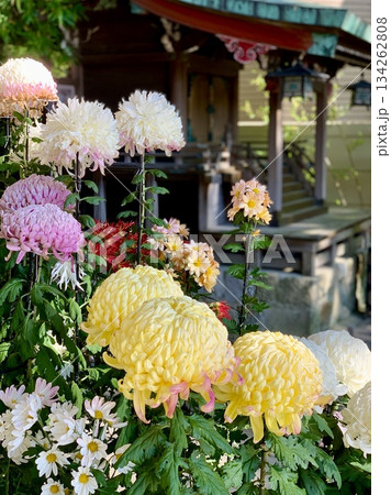満開の菊の鉢植え(「三河の菊まつり菊花展」出展作品)〈菅生神社/愛知県岡崎市〉 134262808