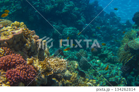 incredibly beautiful and unusual natural forms and colors of a living coral reef, its inhabitants and colorful fish in the red sea in egypt, sahl hashish 134262814