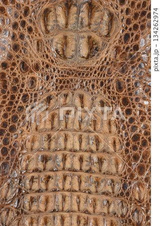 Brown Crocodile Leather Texture 134262974