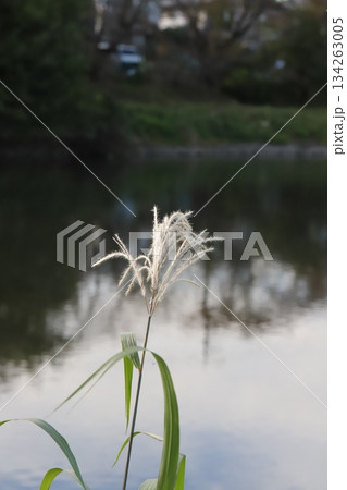 晩秋の川岸に咲くススキの薄茶色の花穂 晩秋の川岸に咲くススキの薄茶色の花穂 134263005