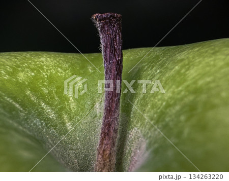 Macro Close-Up of Green Apple Stem and Skin Texture in Natural Light 134263220
