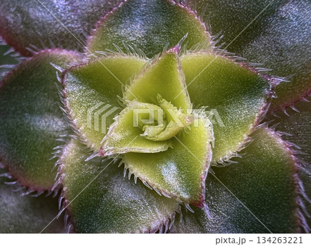 Macro Close-Up of Succulent Plant with Detailed Texture and Symmetrical Pattern Macro Close-Up of Succulent Plant with Detailed Texture and Symmetrical Pattern 134263221