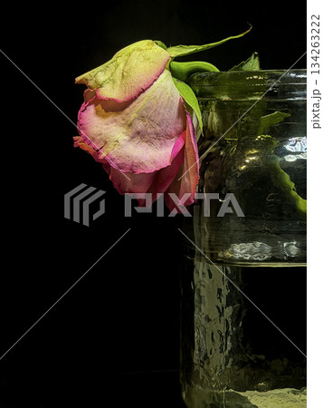 Wilted Pink Rose in Glass Jar of Water Against Dark Background Wilted Pink Rose in Glass Jar of Water Against Dark Background 134263222