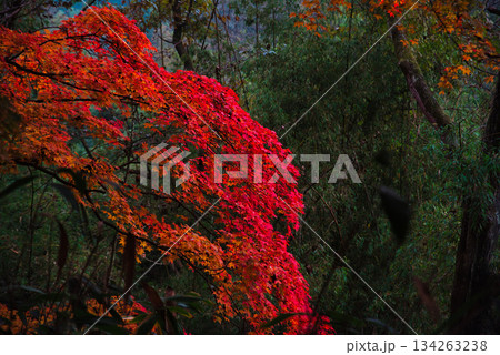 岡山の紅葉 岡山の紅葉 134263238