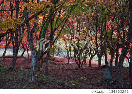 岡山の紅葉 134263241