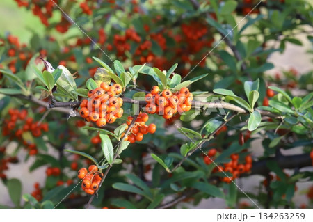 秋の公園に実る赤い小さなピラカンサの実 秋の公園に実る赤い小さなピラカンサの実 134263259