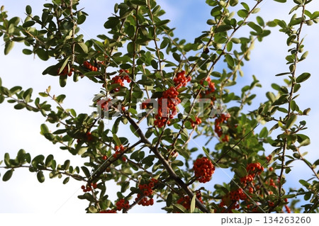 秋の公園に実る赤い小さなピラカンサの実 134263260