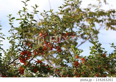 秋の公園に実る赤い小さなピラカンサの実 秋の公園に実る赤い小さなピラカンサの実 134263261