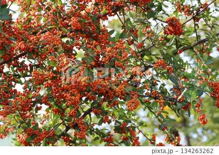 秋の公園に実る赤い小さなピラカンサの実 秋の公園に実る赤い小さなピラカンサの実 134263262
