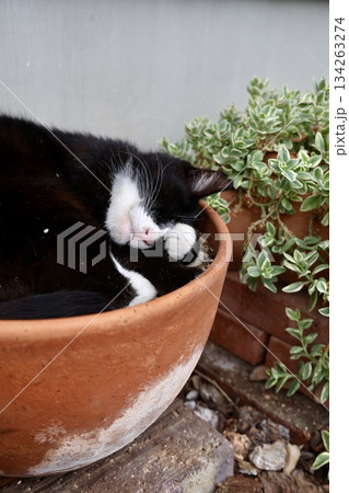 植木鉢の中で眠る猫 植木鉢の中で眠る猫 134263274
