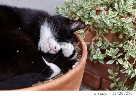 植木鉢の中で眠る猫 134263276