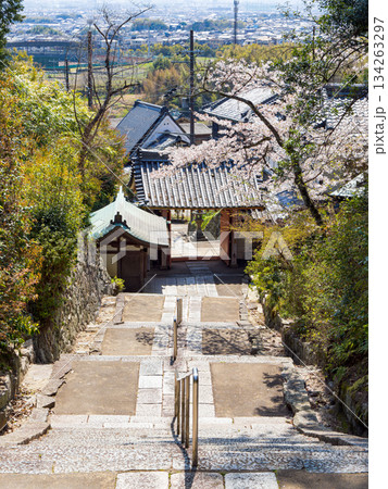 【奈良県】大和郡山市 矢田寺(金剛山寺) (2025/04/09撮影) 【奈良県】大和郡山市 矢田寺(金剛山寺) (2025/04/09撮影) 134263297