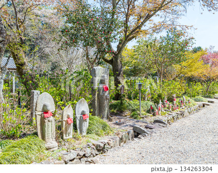 【奈良県】大和郡山市 矢田寺(金剛山寺) (2025/04/09撮影) 【奈良県】大和郡山市 矢田寺(金剛山寺) (2025/04/09撮影) 134263304