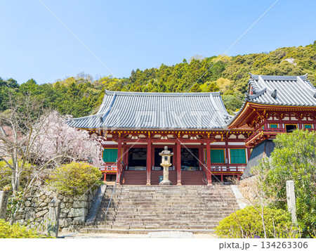【奈良県】大和郡山市 矢田寺(金剛山寺) (2025/04/09撮影) 【奈良県】大和郡山市 矢田寺(金剛山寺) (2025/04/09撮影) 134263306