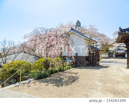 【奈良県】大和郡山市 矢田寺(金剛山寺) (2025/04/09撮影) 【奈良県】大和郡山市 矢田寺(金剛山寺) (2025/04/09撮影) 134263309