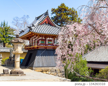 【奈良県】大和郡山市 矢田寺(金剛山寺) (2025/04/09撮影) 【奈良県】大和郡山市 矢田寺(金剛山寺) (2025/04/09撮影) 134263310