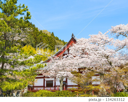 【奈良県】大和郡山市 矢田寺(金剛山寺) (2025/04/09撮影) 【奈良県】大和郡山市 矢田寺(金剛山寺) (2025/04/09撮影) 134263312