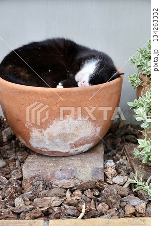 植木鉢の中で眠る猫 134263332