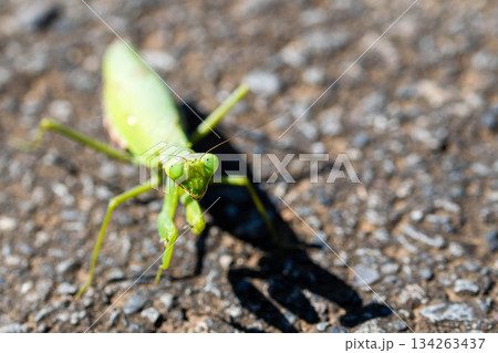 言いたげなカマキリ 言いたげなカマキリ 134263437