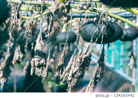 カボチャの空中栽培 カボチャの空中栽培 134263442