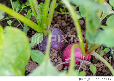 可愛い二十日ダイコン 134263445