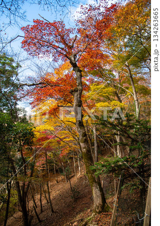 大山の紅葉 大山の紅葉 134263665