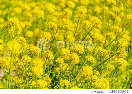 ドライブ途中の道の駅で見つけた立春の頃の色鮮やかな光景 134263801