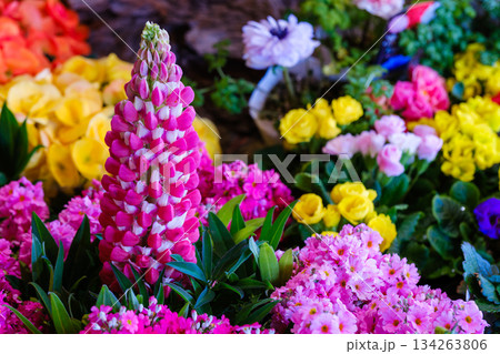 ドライブ途中の道の駅で見つけた立春の頃の色鮮やかな光景 134263806
