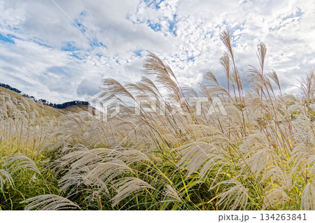曾爾高原のすすき 134263841