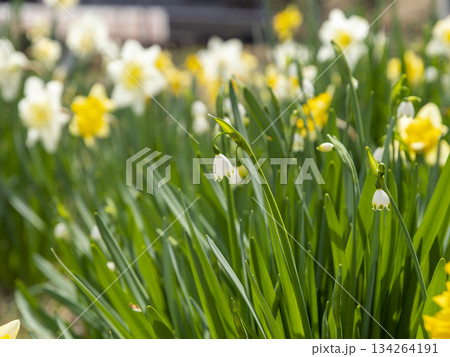 道端に咲いたスノーフレーク 134264191