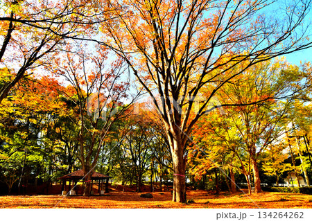 赤塚公園(大門地区)(東京都板橋区)【2025.11】 134264262