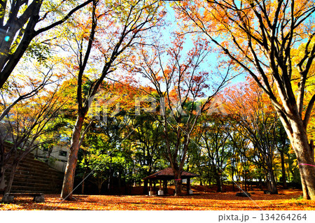 赤塚公園(大門地区)(東京都板橋区)【2025.11】 赤塚公園(大門地区)(東京都板橋区)【2025.11】 134264264