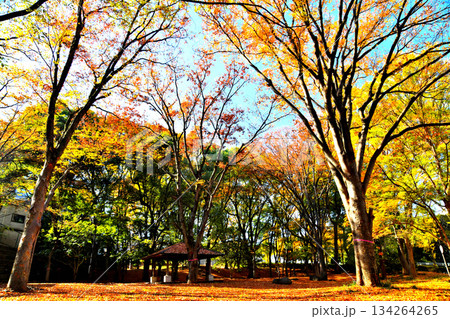 赤塚公園(大門地区)(東京都板橋区)【2025.11】 赤塚公園(大門地区)(東京都板橋区)【2025.11】 134264265