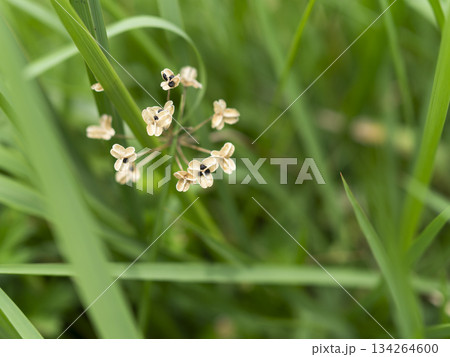 河川敷に生えた種子を付けたニラ 134264600