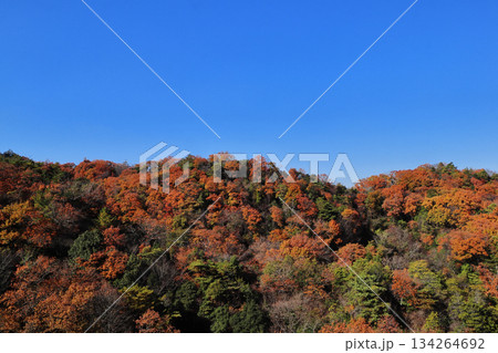 ほしだ園地・紅葉（大阪府交野市） 134264692